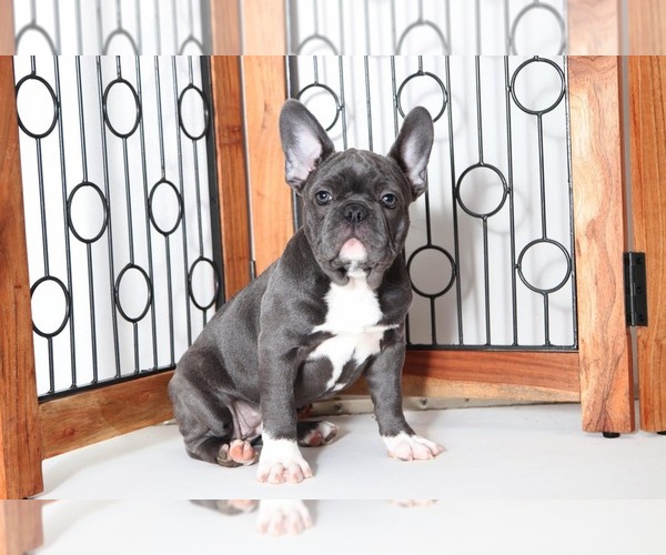 Medium Photo #1 French Bulldog Puppy For Sale in NAPLES, FL, USA