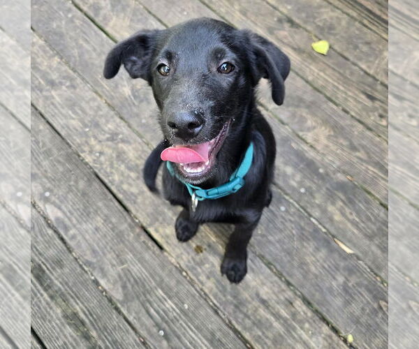 Medium Photo #1 Shepradors Puppy For Sale in Princeton, MN, USA