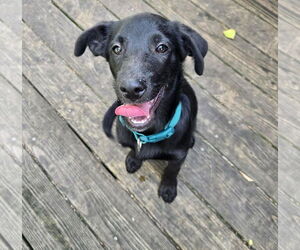 Shepradors Dogs for adoption in Princeton, MN, USA