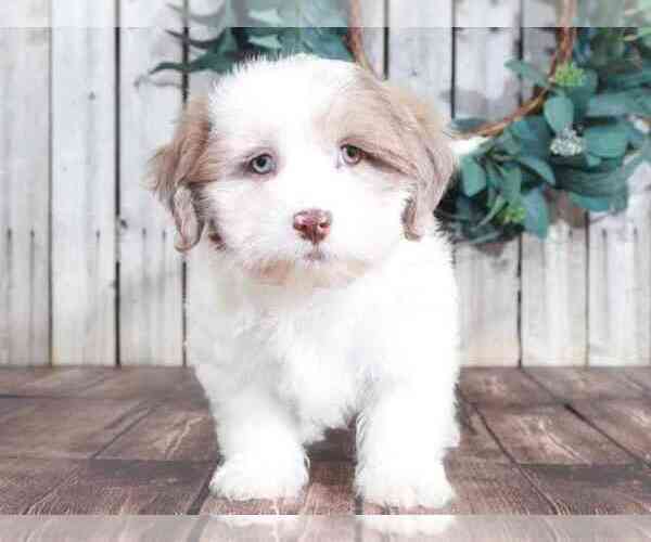 Medium Photo #2 Shih-Poo Puppy For Sale in MOUNT VERNON, OH, USA