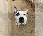 Small Photo #4 American Bulldog-American Staffordshire Terrier Mix Puppy For Sale in Cave Creek, AZ, USA