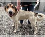 Small Anatolian Shepherd Mix