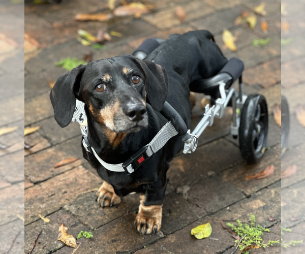 Medium Photo #1 Dachshund Puppy For Sale in Weston, FL, USA