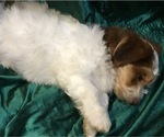 Small Photo #17 Havanese Puppy For Sale in FENTON, MO, USA