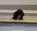 Small Photo #16 Bernedoodle-Labradoodle Mix Puppy For Sale in MILFORD, NJ, USA