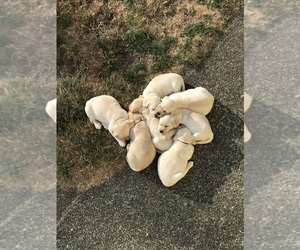 Labrador Retriever Puppy for Sale in PUYALLUP, Washington USA