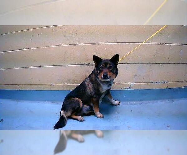 Medium Photo #1 Anatolian Shepherd-Unknown Mix Puppy For Sale in Tulsa, OK, USA