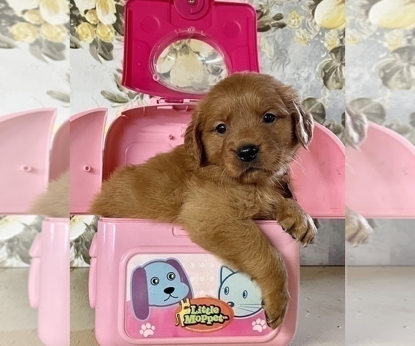 Medium Photo #6 Golden Retriever Puppy For Sale in AMITY, AR, USA