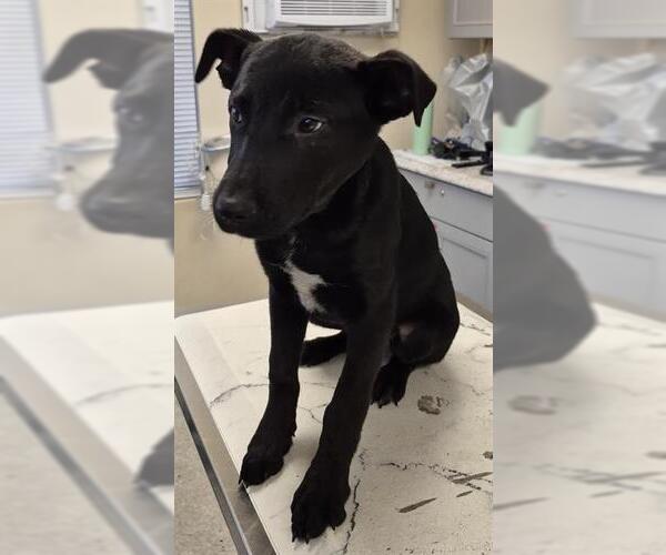 Medium Photo #1 German Shepherd Dog-Unknown Mix Puppy For Sale in Lodi, CA, USA