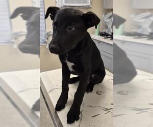 German Shepherd Dog-Unknown Mix Dogs for adoption in Lodi, CA, USA