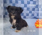 Small #2 Shorkie Tzu