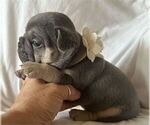 Small #21 French Bulldog