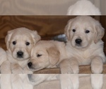 Small Photo #47 Golden Retriever Puppy For Sale in HIDDENITE, NC, USA