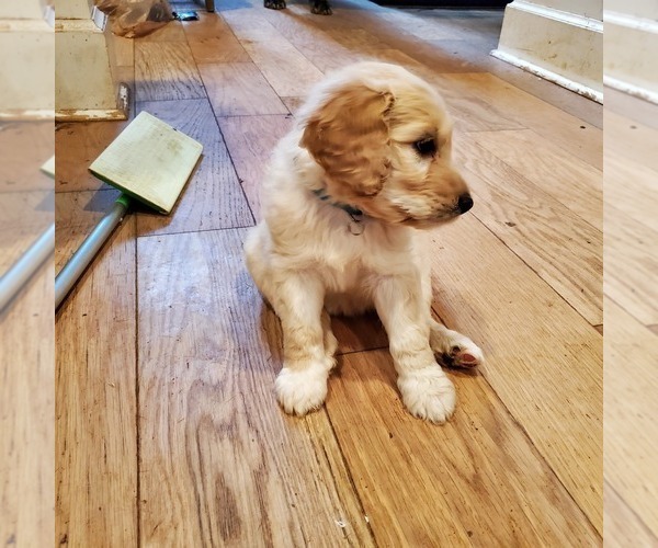 Medium Photo #3 Goldendoodle Puppy For Sale in LAWRENCEVILLE, GA, USA