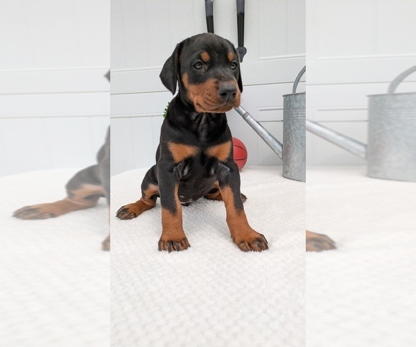 Medium Photo #66 Doberman Pinscher Puppy For Sale in GOSHEN, IN, USA