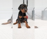 Small Photo #66 Doberman Pinscher Puppy For Sale in GOSHEN, IN, USA