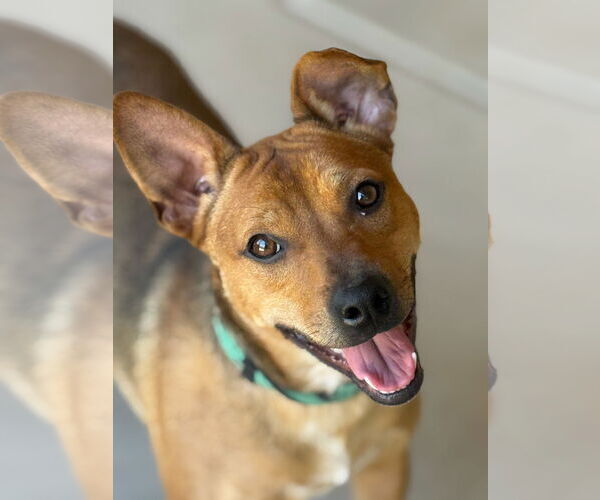 Medium Photo #4 Basenji-Unknown Mix Puppy For Sale in Chandler, AZ, USA