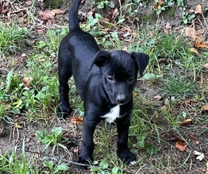 American Pit Bull Terrier-Australian Cattle Dog Mix Puppy for sale in SILVER CREEK, NY, USA