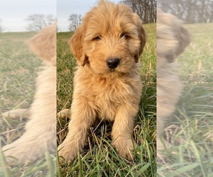 Golden Labrador-Poodle (Standard) Mix Puppy for sale in WEST GROVE, PA, USA