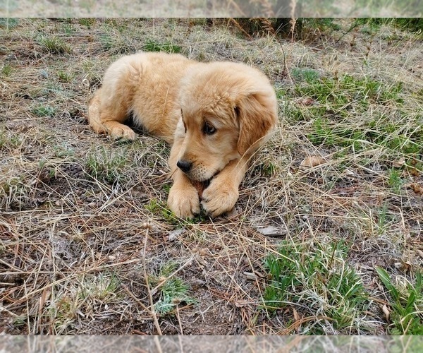 Medium Photo #14 Golden Retriever Puppy For Sale in PEYTON, CO, USA