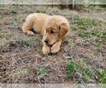 Small Photo #14 Golden Retriever Puppy For Sale in PEYTON, CO, USA