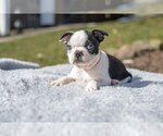 Small Photo #9 Boston Terrier Puppy For Sale in MILLERSBURG, OH, USA