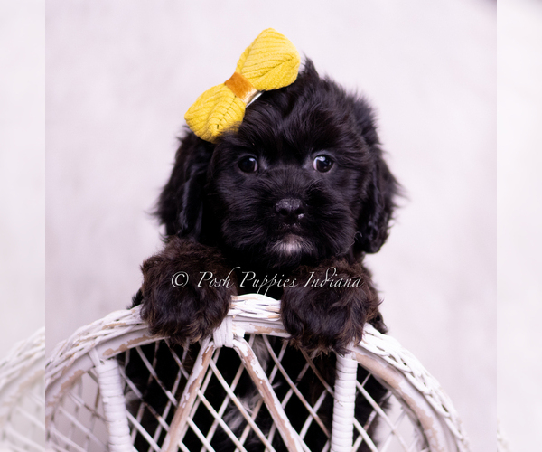 Medium Photo #21 Cavapoo (Miniature) Puppy For Sale in WARSAW, IN, USA