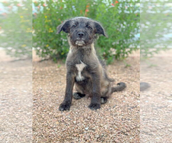 Medium Photo #4 Mutt Puppy For Sale in PIPE CREEK, TX, USA