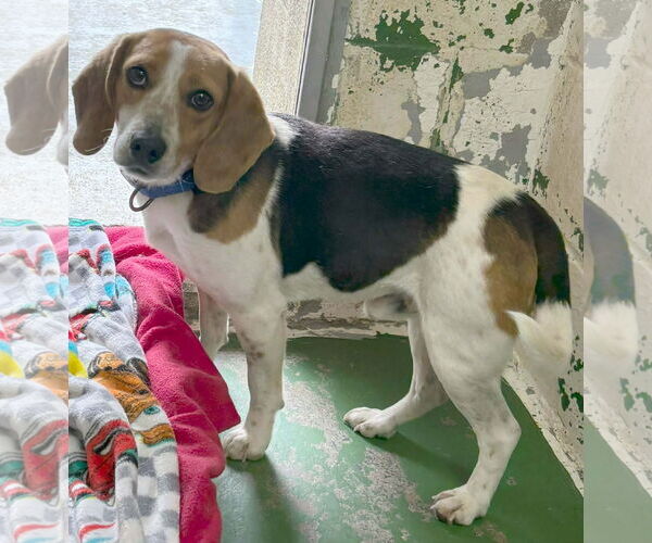 Medium Photo #4 Mutt Puppy For Sale in Rustburg, VA, USA