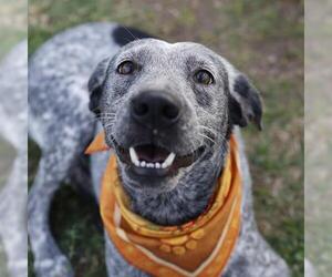 Mutt Dogs for adoption in San Antonio, TX, USA