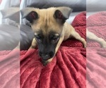 Small Photo #109 Belgian Malinois Puppy For Sale in REESEVILLE, WI, USA