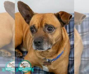 Mutt Dogs for adoption in Kennesaw, GA, USA