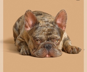 French Bulldog Puppy for sale in KEARNY, NJ, USA