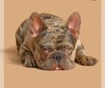 Small Photo #1 French Bulldog Puppy For Sale in KEARNY, NJ, USA