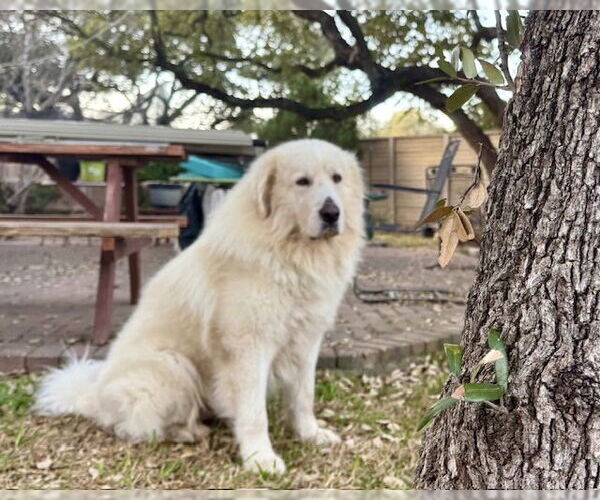 Medium Photo #4 Great Pyrenees Puppy For Sale in Spring, TX, USA