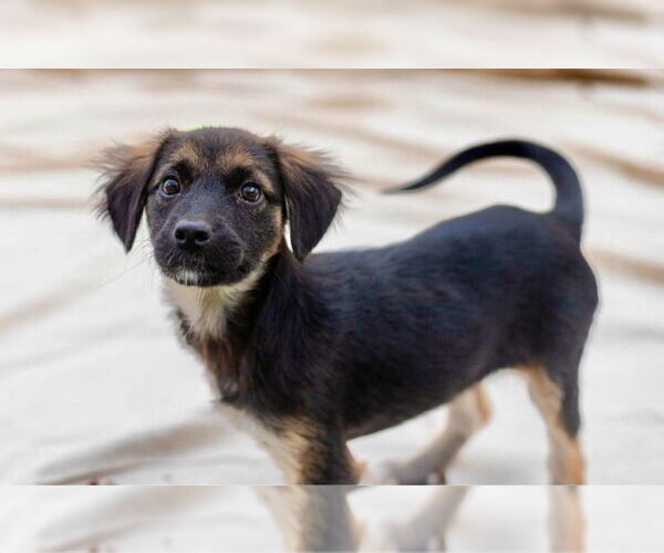 Medium Photo #2 Mutt Puppy For Sale in Canton, CT, USA