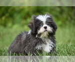 Image preview for Ad Listing. Nickname: Horton