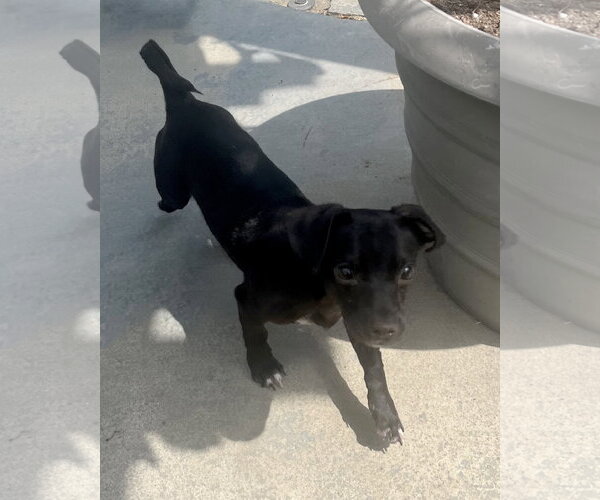 Medium Photo #5 Chiweenie Puppy For Sale in Corona, CA, USA