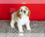 Small Photo #15 Cocker Spaniel Puppy For Sale in NAPPANEE, IN, USA