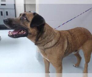 Black Mouth Cur-Unknown Mix Dogs for adoption in Pasadena, TX, USA