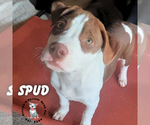 Small #1 Staffordshire Bull Terrier Mix