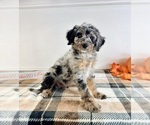 Small #5 Bernedoodle (Miniature)