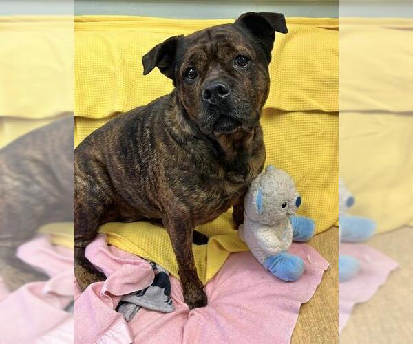 Medium Photo #2 Mutt Puppy For Sale in Peoria, IL, USA