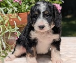 Small #5 Miniature Bernedoodle