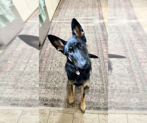German Shepherd Dog Dogs for adoption in West Sacramento, CA, USA
