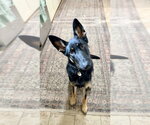 Small German Shepherd Dog