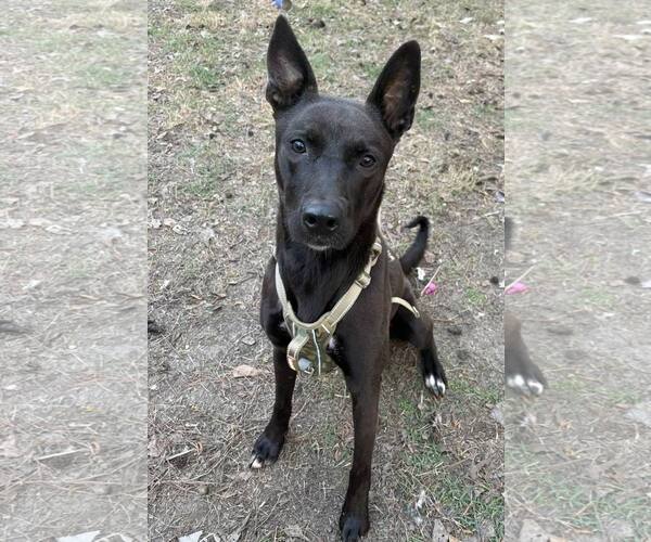 Medium Photo #1 Mutt Puppy For Sale in Mount Pleasant, SC, USA