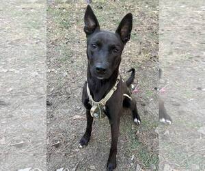 Mutt Dogs for adoption in Mount Pleasant, SC, USA