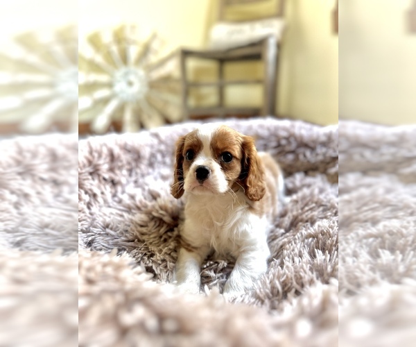 Medium Photo #1 Cavalier King Charles Spaniel Puppy For Sale in ORLANDO, FL, USA
