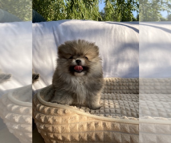 Medium Photo #4 Pomeranian Puppy For Sale in CITRUS HEIGHTS, CA, USA